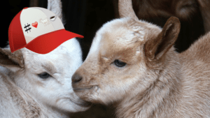 Baby GOATs
