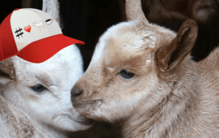 Baby GOATs