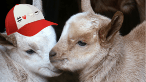 goats