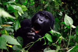Ugandan Gorilla Summit Coffee grown in the Bwindi forest