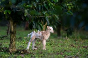 goat on coffee farm